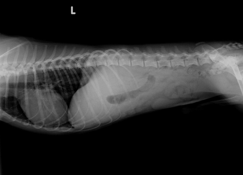 Röntgenaufnahme Hund 02